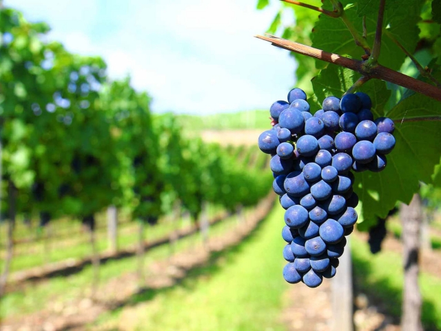 Primitivo di Manduria